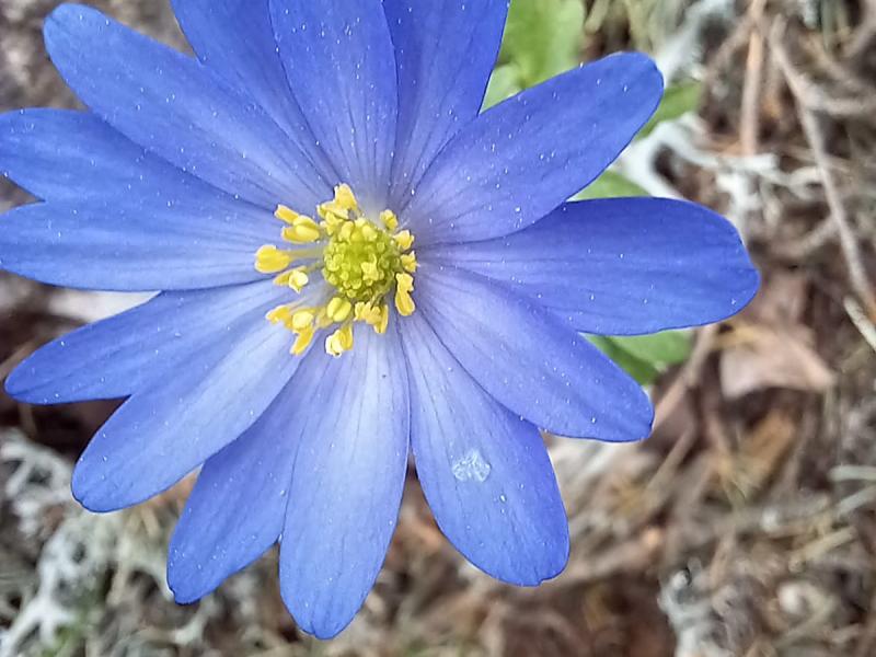 ELMAYANI DASTARATACAĞI ŞAKAYIK BÖLGESİ UZUN PARKUR